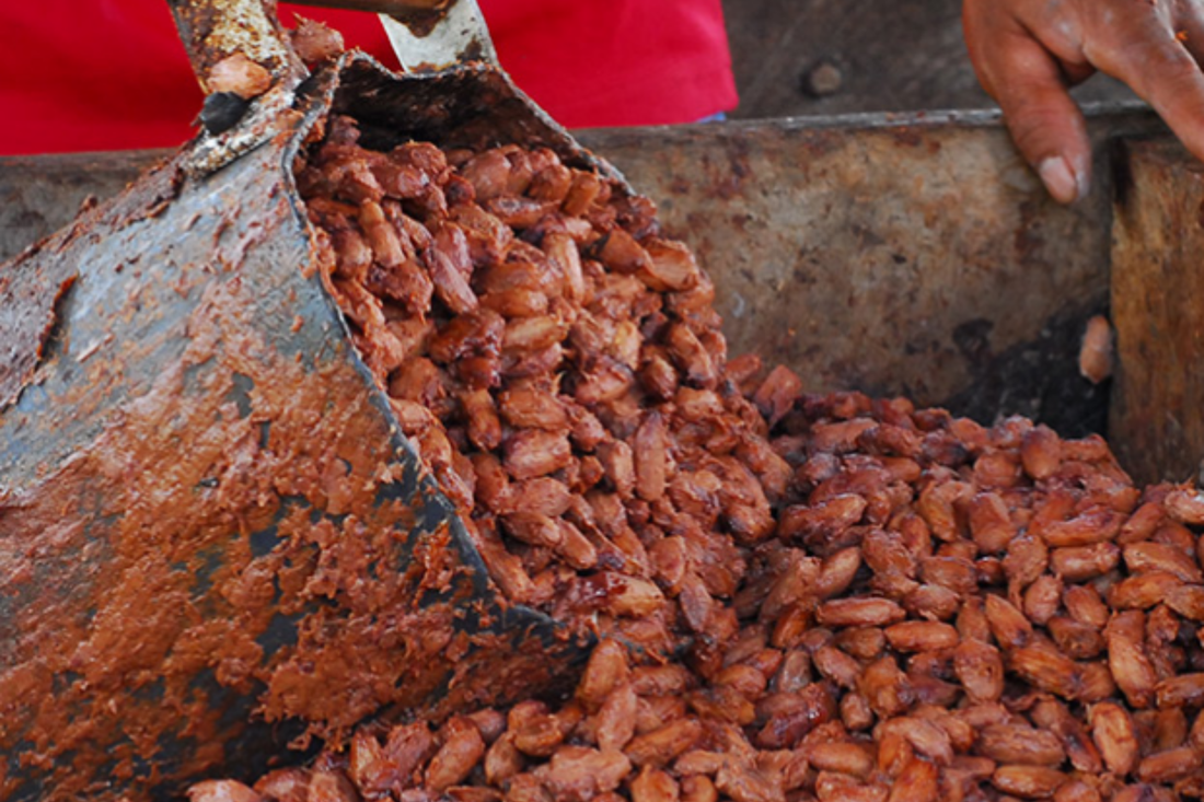 A Fermentação do Cacau
