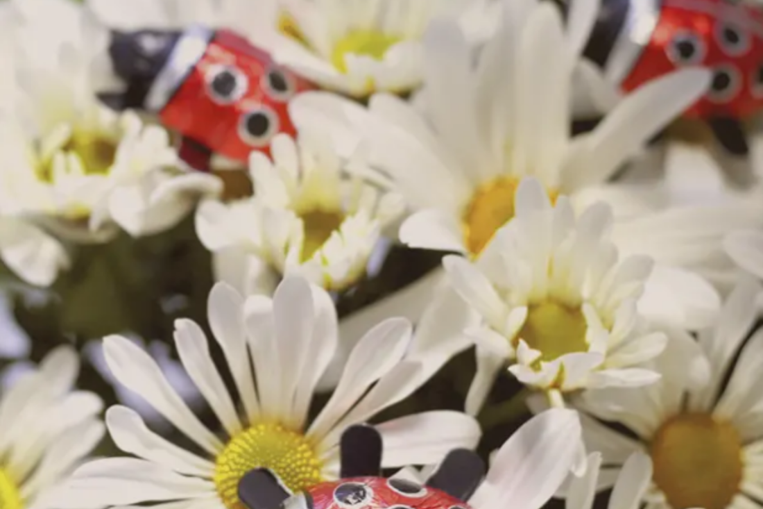 Joaninhas de chocolate ao leite para celebrar a primavera