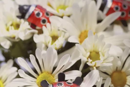 Joaninhas de chocolate ao leite para celebrar a primavera