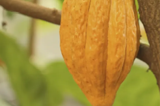 Marca sustentável de chocolates - Nugali