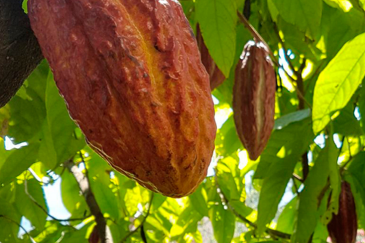 Valorizando a biodiversidade brasileira